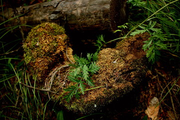 An old tree stump in the forest grass
