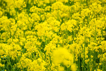 Rape field in full bloom in spring