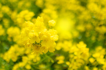 Rape field in full bloom in spring