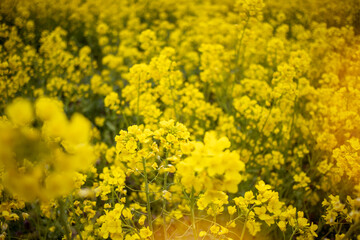 Rape field in full bloom in spring