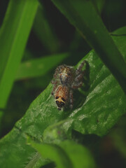 hairy little spider