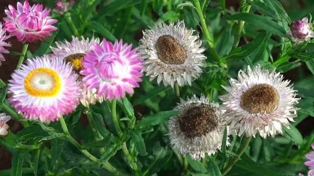 Helichrysum bracteatum bloom in a small garden. This flower symbolizes eternal love, used as a gift in love, although the flower is dead but retains its original color.