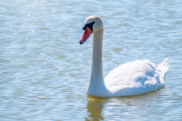 Graceful white Swan swimming in the lake, swans in the wild. Portrait of a white swan swimming on a lake.