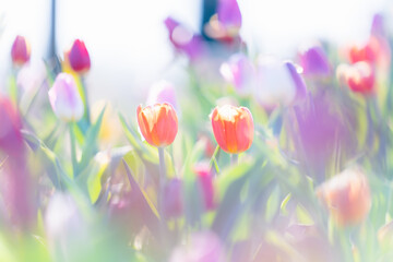 アイスチューリップ