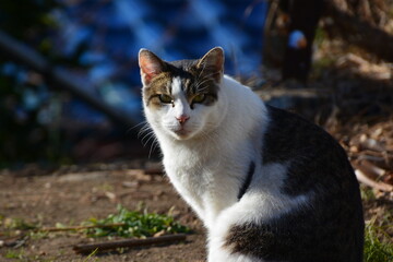街で見かける猫
