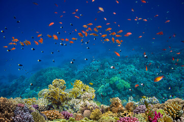 Naklejka na ściany i meble Colorful Coral Reef With Exotic Fishes At The Bottom Of Red Sea