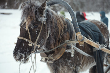 Harnessed horse stands frost-covered in frosty weather, close-up.
