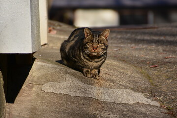 街で見かける猫