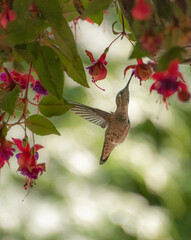 Anna's Hummingbird 7040 - 407580228