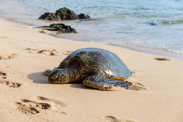Great Sea Turtle in Maui