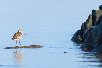 A beautiful bird was standing on the rock, Dili Timor Leste