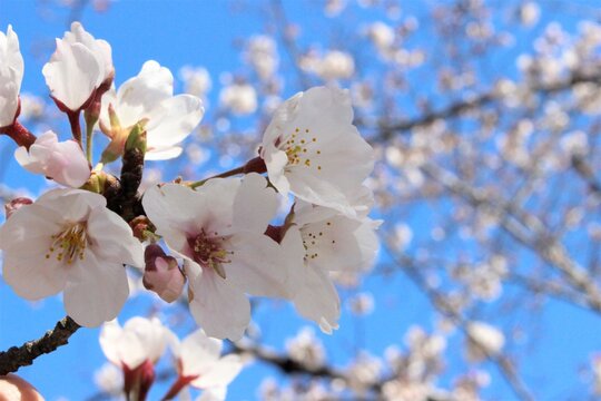 お天気の良い日の桜