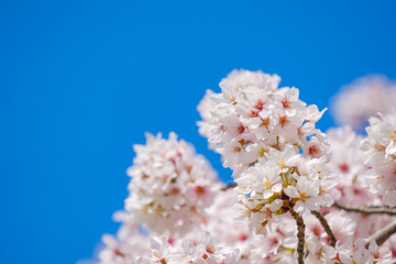 青空とソメイヨシノ　奈良公園