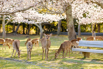 桜と鹿の群れ　奈良県奈良市奈良公園