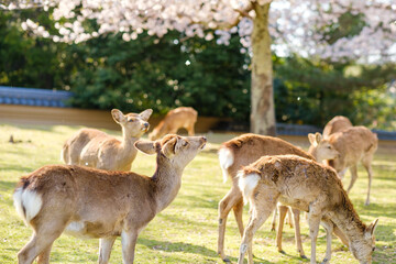 桜と鹿の群れ　桜を見つめる鹿　奈良県奈良市奈良公園