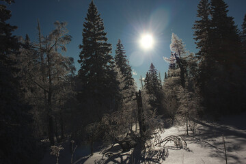 Winter landscape of frosty trees in a forest on a sunny frosty day.