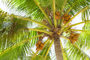 coconut trees