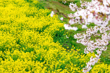 Spring background of rape field and cherry blossom branches