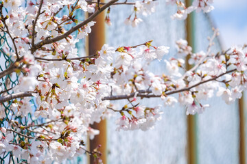 学校のフェンスと桜　
