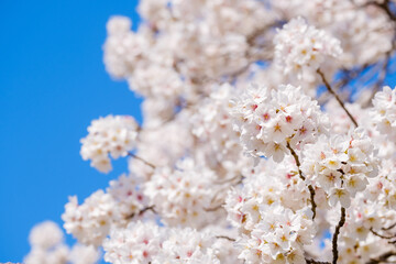 青空とソメイヨシノ　奈良公園