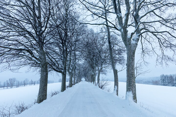 
Snowy trees in winter landscape. Orlicke mountains in winter, beautiful cold day near ski resort, Eastern Bohemia, Czech Republic. Trees covered with snow.