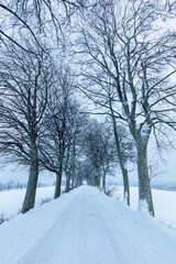 
Snowy trees in winter landscape. Orlicke mountains in winter, beautiful cold day near ski resort, Eastern Bohemia, Czech Republic. Trees covered with snow.