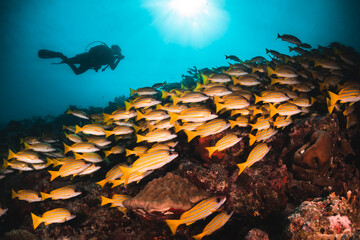 Schooling reef fish swimming among colorful reef in clear blue water, Maldives