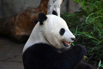 panda eating bamboo