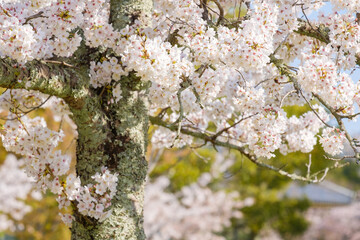桜の花　ソメイヨシノ　クローズアップ