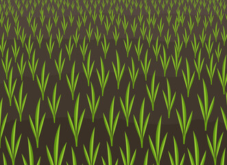 Growing young cereals plant shoots. Agricultural seedlings field landscape. Crops began to green sprout in the spring brown soil. Vector illustration.