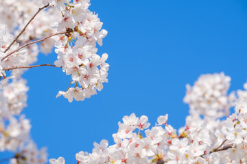 青空とソメイヨシノ　奈良公園