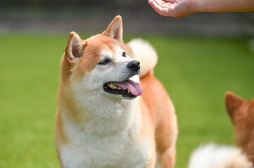 ドッグランで遊ぶ柴犬