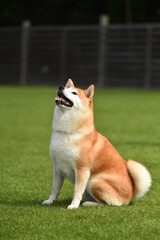 ドッグランで遊ぶ柴犬