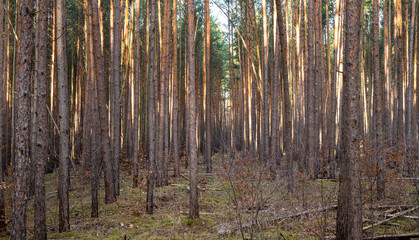 Ein Wald im Land Brandenburg, schlanke Kiefern stehen als Monokultur.