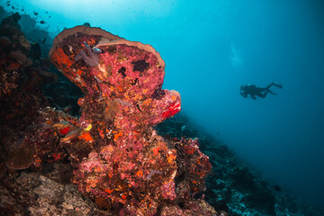 Scuba divers swimming among colorful reef ecosystems underwater, surrounded by schools of small...