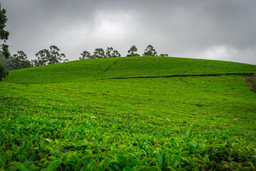 Tea gardens in the foothills of western ghat