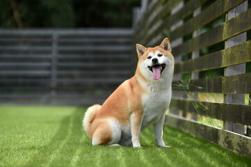 ドッグランでおすましする柴犬