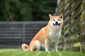 ドッグランでおすましする柴犬