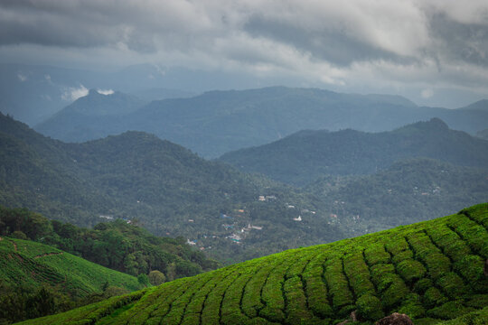 Tea gardens in the foothills of western ghat