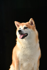 シンプル背景での柴犬のポートレート