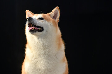シンプル背景での柴犬のポートレート