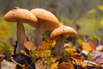 Edible mushrooms grow in the forest.