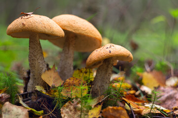 Edible mushrooms grow in the forest.