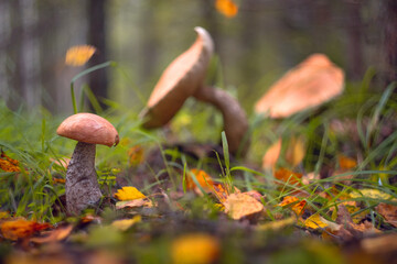Edible mushrooms grow in the forest.