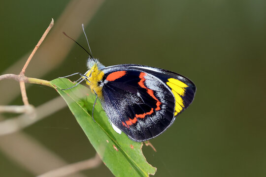 Black Jezabel Butterfly perched on leaf