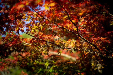 陽に照らされたもみじ