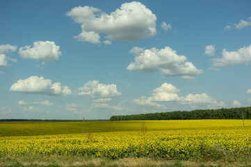 Sunflower field landscape and blue sky with white clouds