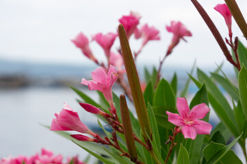 Oleander. Beautiful street pink flowers close up shot