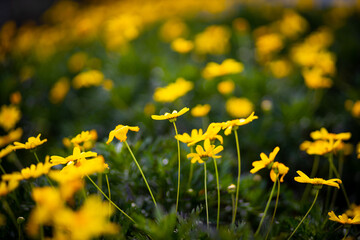 黄色いコスモス