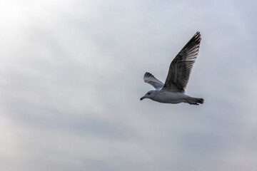 Seagull spreading wings and watching sea from top for hunting fish around the marina in the daytime